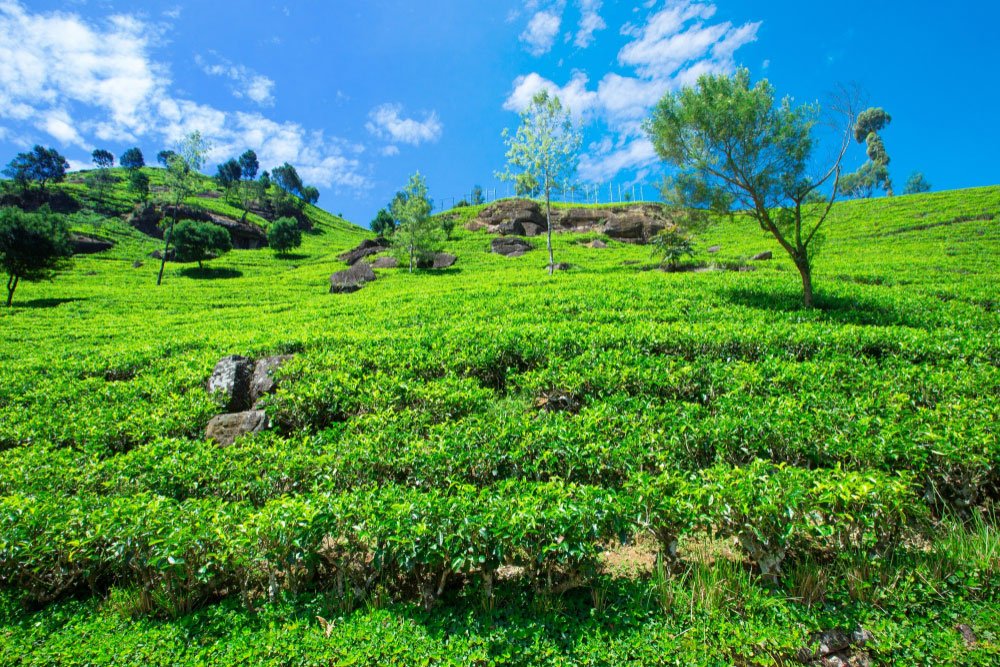 Munnar Tea Plantation